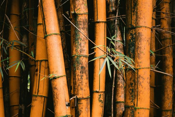 Audioengine Announces A5n Solid Bamboo